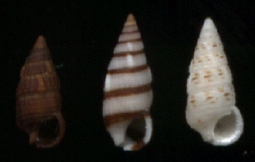 Cerithium zebrum