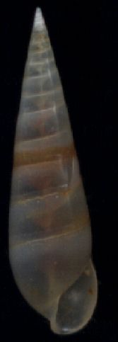 Balcis sp.