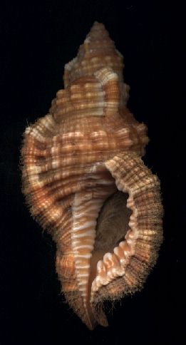 Cymatium aquatile