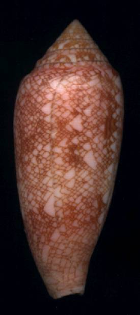 Conus aureus