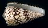 Conus bandanus