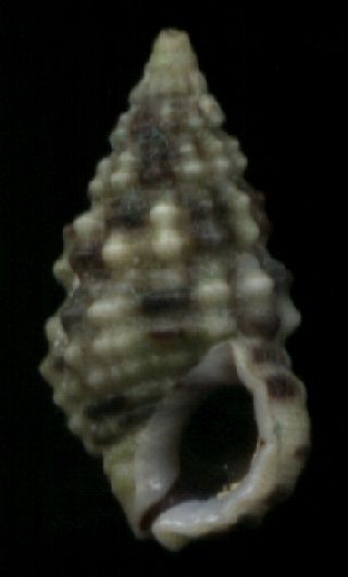 Clypeomorus brevis