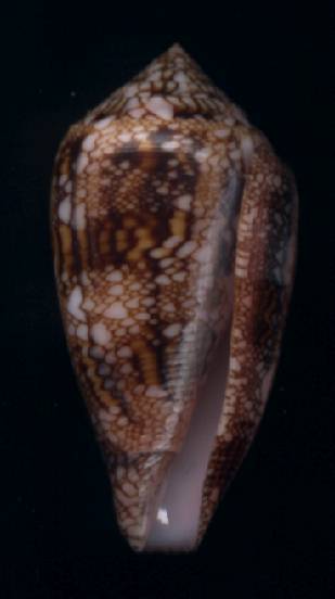 Conus canonicus