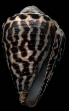 Conus chaldaeus