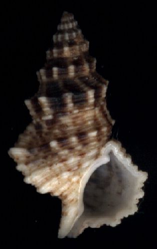 Cerithium columna