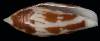 Conus cylindraceus
