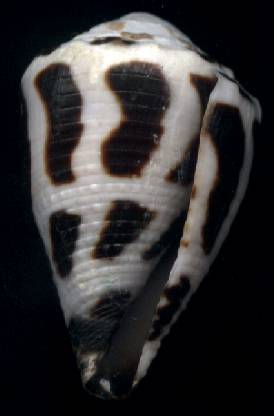 Conus ebraeus