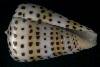 Conus eburneus