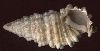Cerithium echinatum