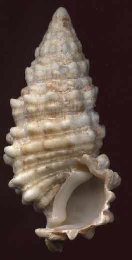 Cerithium echinatum