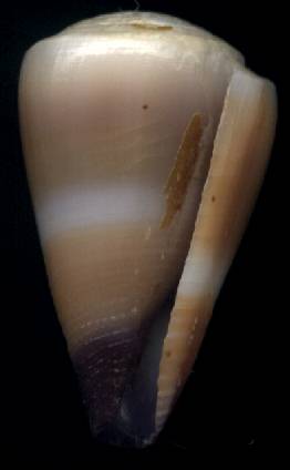 Conus flavidus