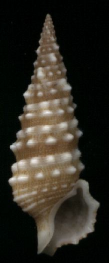Cerithium claviforme