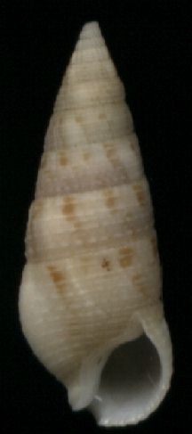 Cerithium nesioticum