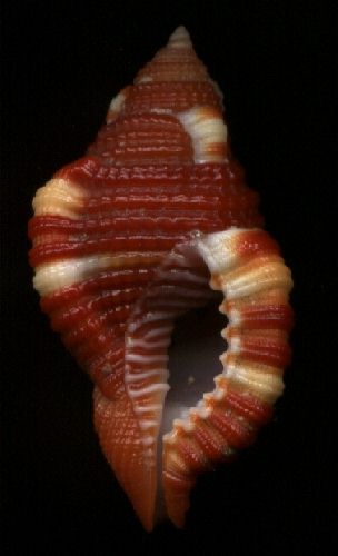 Cymatium rubeculum