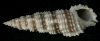 Cerithium salebrosum