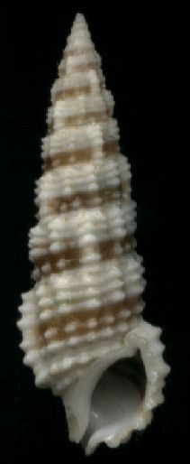 Cerithium salebrosum