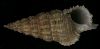 Cerithium sandvichense