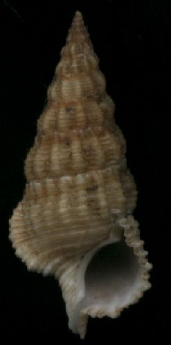 Cerithium columna forme sandvichense