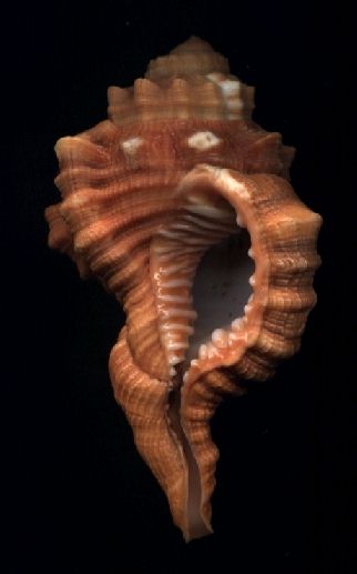 Cymatium pyrum