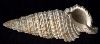 Cerithium torulosum