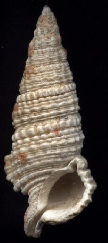 Cerithium columna forme torulosum