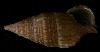 Cerithium pacificum
