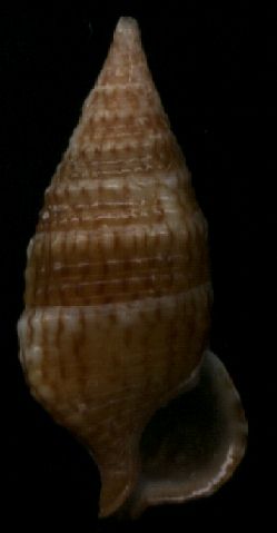 Cerithium pacificum