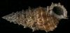 Cerithium tuberculiferum