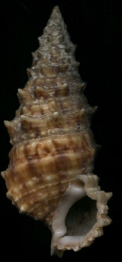 Cerithium echinatum forme tuberculiferum