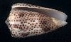 Conus vautieri