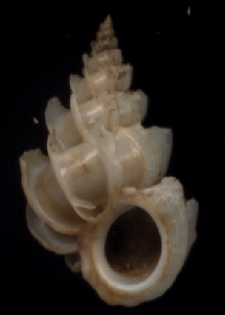 Epitonium alatum