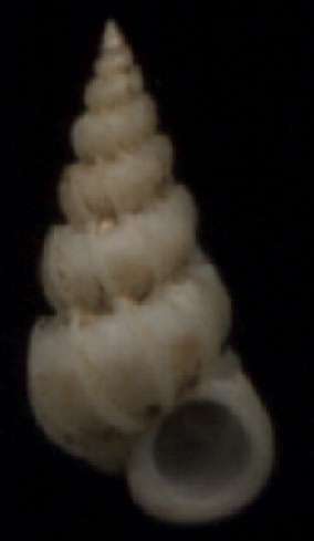 Epitonium fucatum
