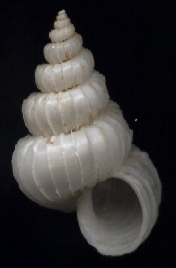 Epitonium lineolatum