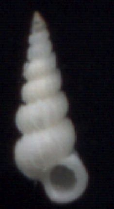 Epitonium sp.