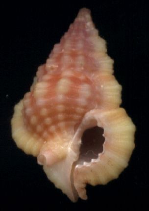 Gyrineum roseum