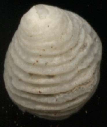 Antisabia foliacea