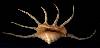 Lambis crocata pilsbryi