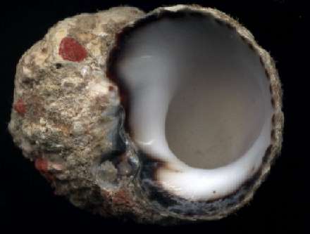 Modulus tectum