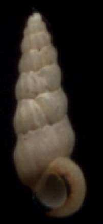 Opalia bicarinata