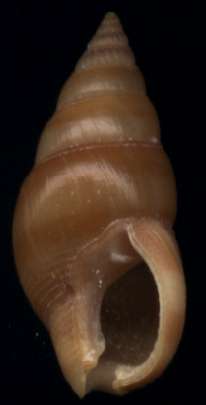 Nassarius comptus