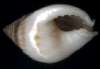 Nassarius fraudulentus
