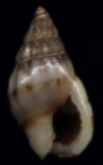 Nassarius rehderi