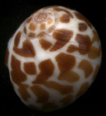 Natica violacea