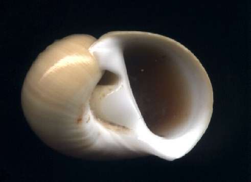 Naticarius orientalis