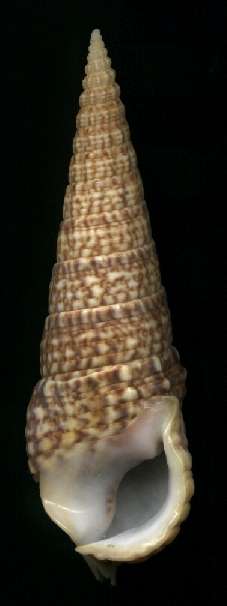 Pseudovertagus clava