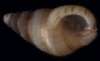 Hinea fasciata