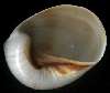 Polinices melanostomus