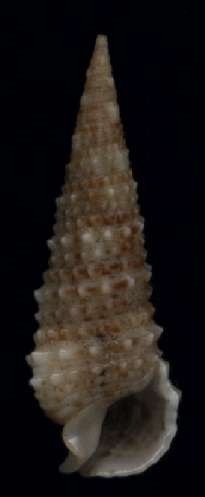 Rhinoclavis articulata