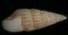 Rissoina cerithiformis