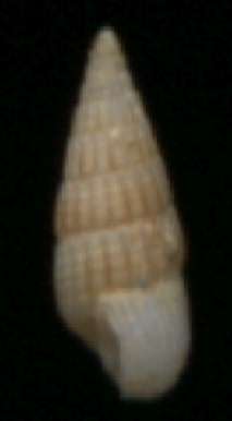 Rissoina cerithiformis